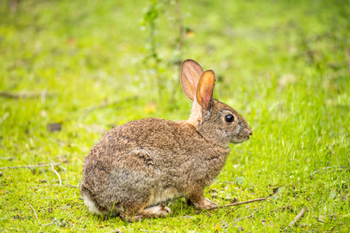 Cottontail Rabbit - Sylvilagus
