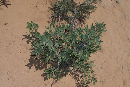 Shinnery Oak in Arches National Park