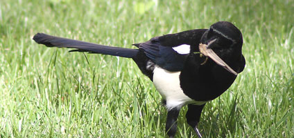 Luis García [GFDL or CC-BY-SA-3.0], via Wikimedia Commons