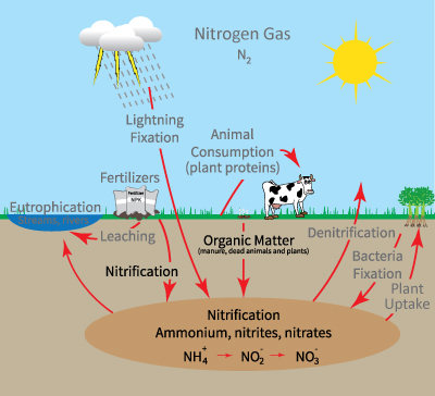 Ammonification/Nitrification