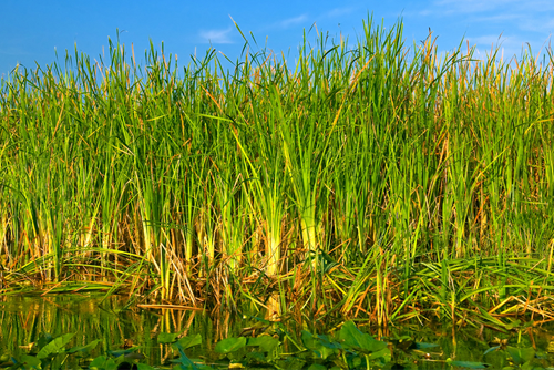 everglades sawgrass and pond against blue sky as background