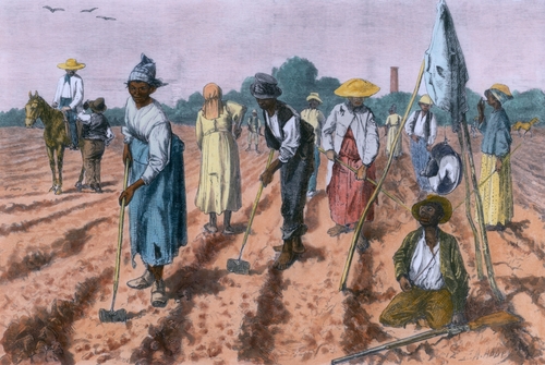 Slaves working in a field