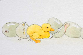 Baby duckling emerging from broken egg shells.