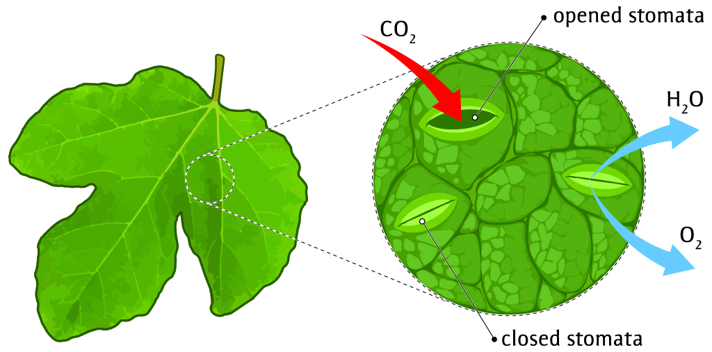 Magnified leaf stomata