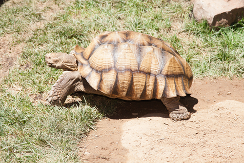 Desert tortoises are species of tortoise native to the Mojave desert and Sonoran desert of the southwestern United States.