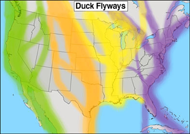 Map of waterfowl flyways in the United States based loosely on U.S. Fish and Wildlife Service maps