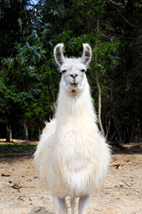 Llama