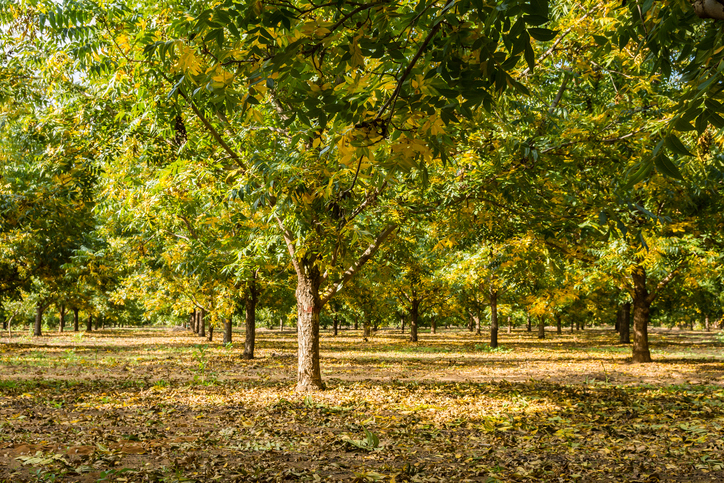 Pecan tree