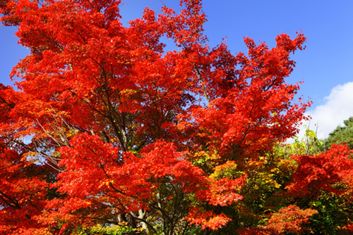 Red maple tree