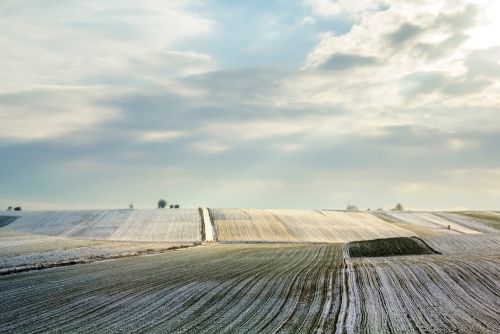 Sunrise over winter green field.