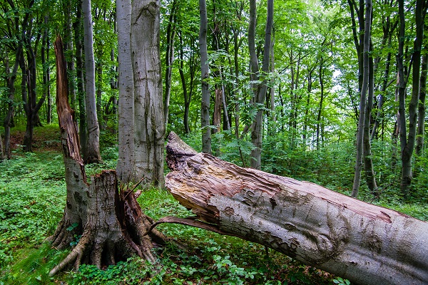 Broken tree