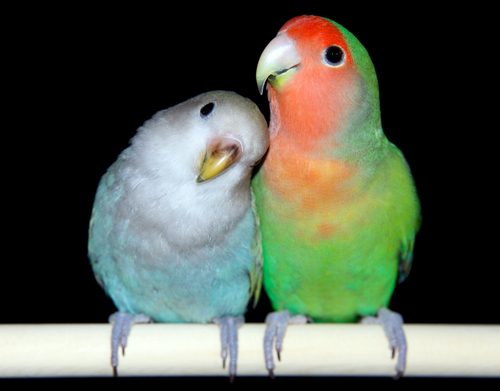 Blue and green parakeets