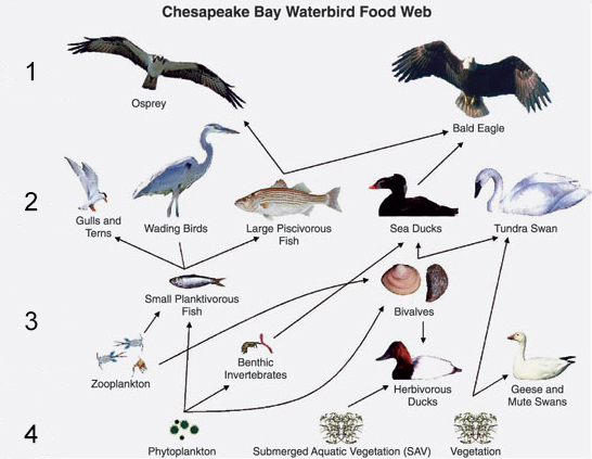 Chesapeake Bay Waterbird Food Web