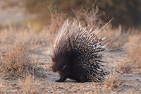 porcupine
