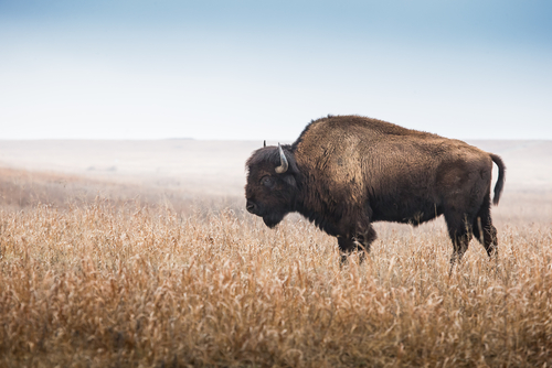 American Bison, buffalo, profile standing in tall grass prairie with light fog