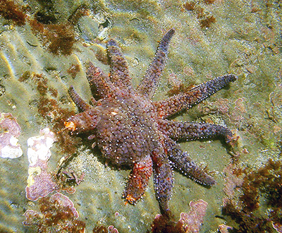 Starfish regenerating