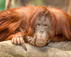http://www.thinkstockphotos.com/royalty-free/orangutan-pictures