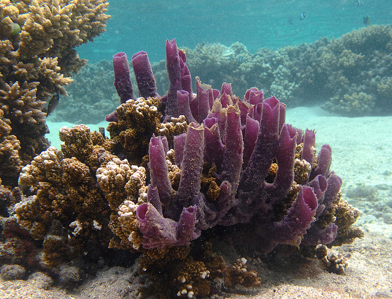 By Philippe Bourjon (Don de l'auteur) [CC-BY-SA-3.0 (http://creativecommons.org/licenses/by-sa/3.0)], via Wikimedia Commons