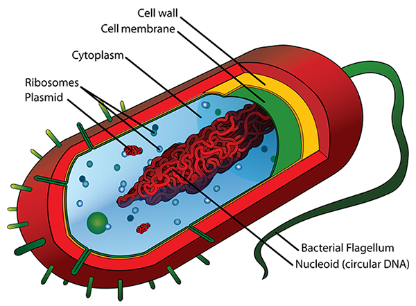 Prokaryotic Cell Diagram