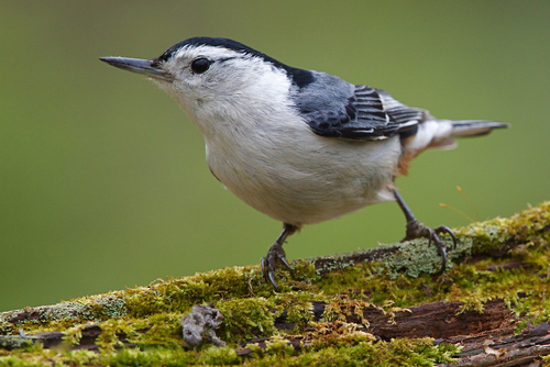 White-breasted Nuthatch Perched on a moss covered log with a smooth green background