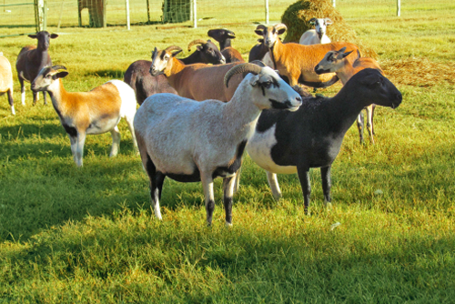 Herd of goats (Texan sheep) on a ranch in Texas. Farm animals standing on a green grass of pasture. Rural scene on a sunny day outdoors.