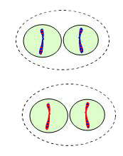 Telophase II and Cytokinesis