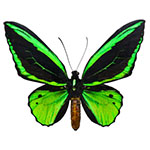 basic watercolor wash