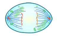 Anaphase