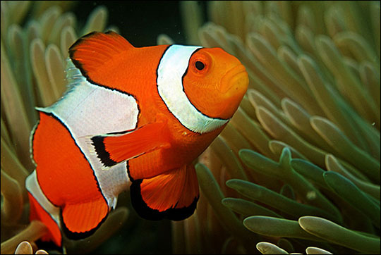 Clown fish in the Andaman Coral Reef.