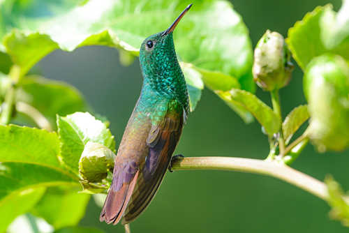 Berylline Hummingbird