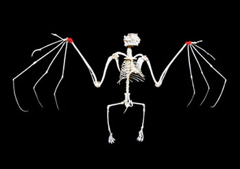 Bat Skeleton