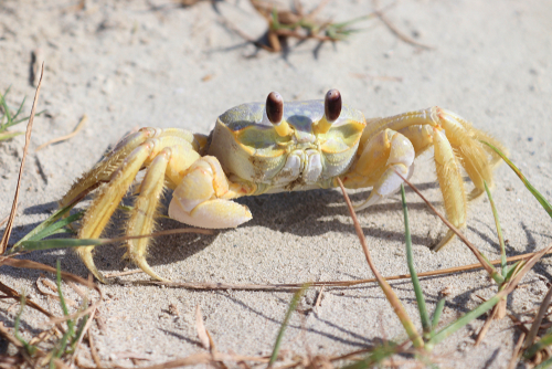A crab on the beach