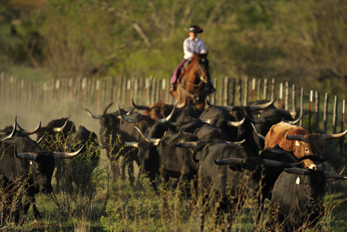 Cowboy gathering Texas longhorn