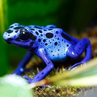 Blue Frog