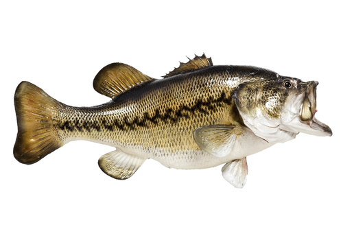 solated on white background a mounted large mouth or black bass.