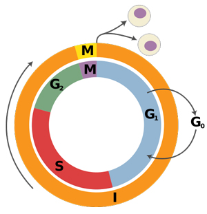 Somatic Cell Cycle