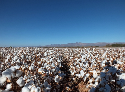 A cotton field