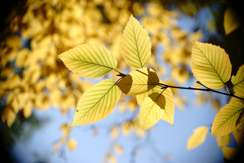 The yellow leaves of yellow birch in autumn in the back light.