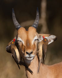 This young impala has two red-billed oxpeckers on its head searching for ticks.