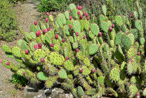 Photo of Opuntia littoralis var. vaseyi