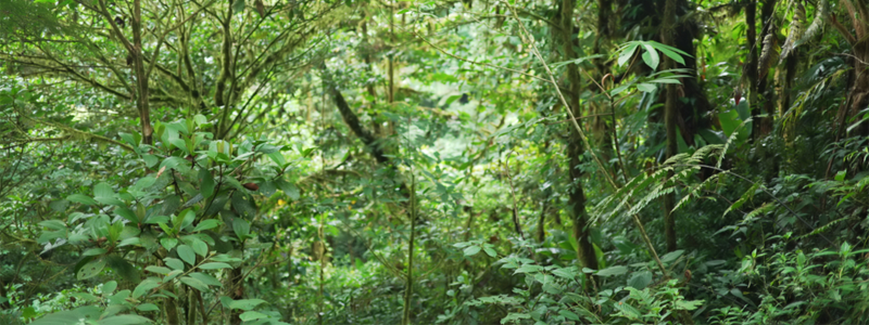 Nature background of lush forest vegetation in a tropical jungle