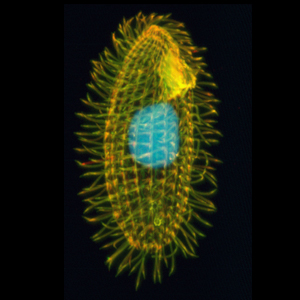 Single cell organism