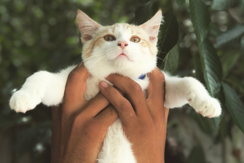 White and ginger kitten held up by hands against a bush background.