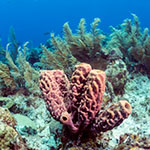 basic watercolor wash