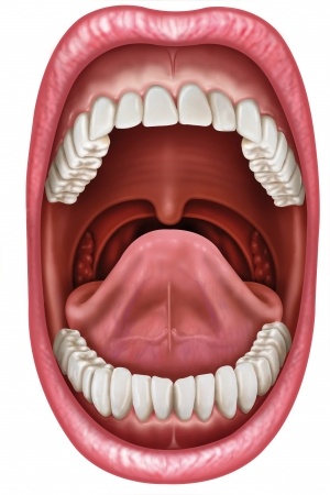 From the Mouth to the Stomach