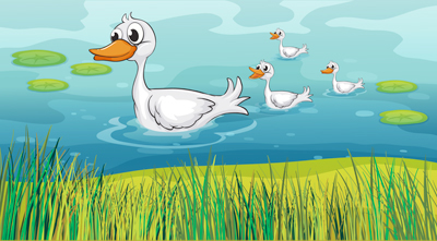 Ducks following their mother.