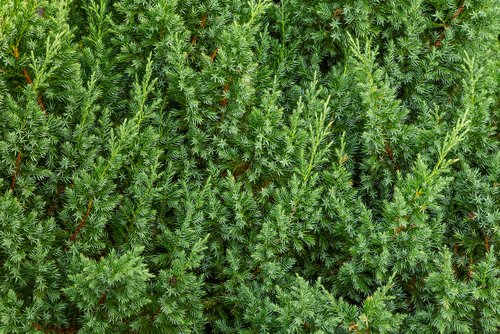 The juniper bush closeup.