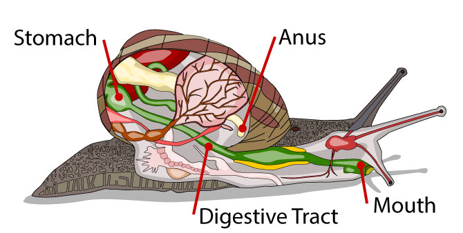 By Original by Al2, English captions and other edits by Jeff Dahl (Own work) [GFDL (http://www.gnu.org/copyleft/fdl.html) or CC-BY-SA-3.0-2.5-2.0-1.0 (http://creativecommons.org/licenses/by-sa/3.0)], via Wikimedia Commons]