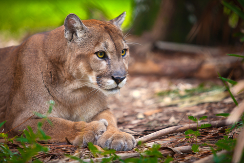 The endangered Florida panther or cougar