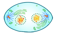 Telophase